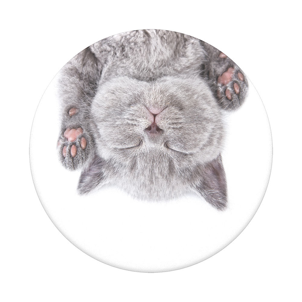CAT NAP