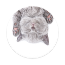 CAT NAP
