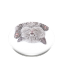CAT NAP