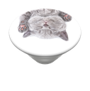 CAT NAP
